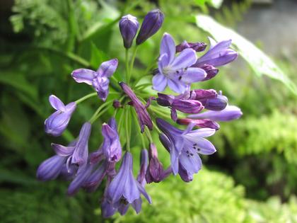 Agapanthus