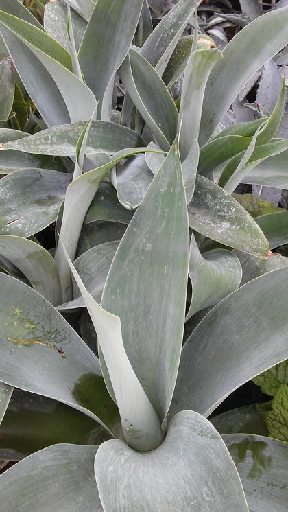 Agave attenuata