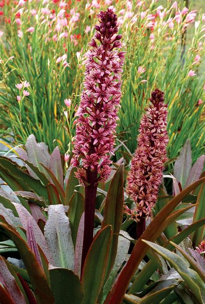 Eucomis