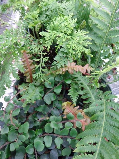 Ferns