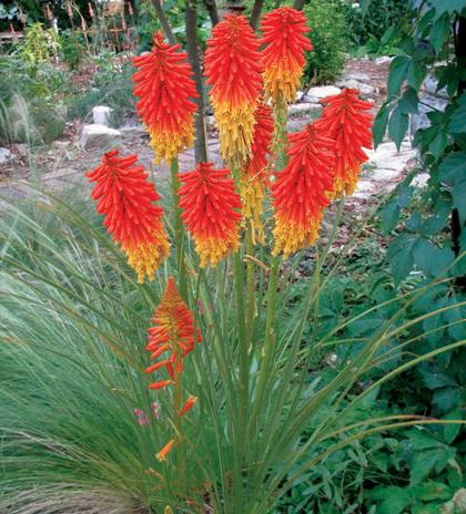 Kniphofia