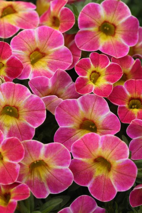 Calibrachoa