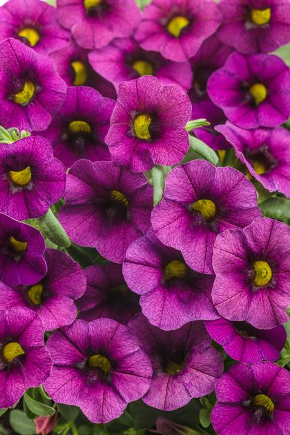 Calibrachoa