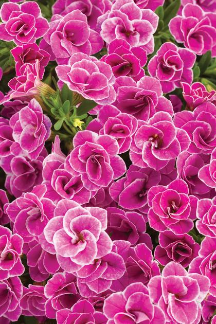 Calibrachoa