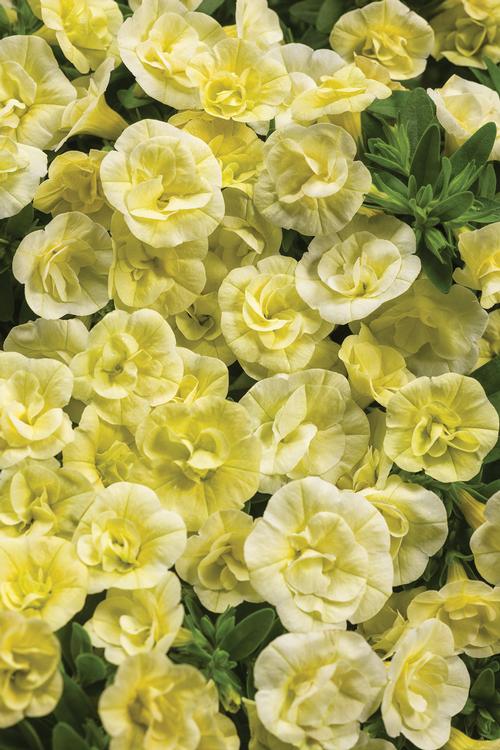 Calibrachoa