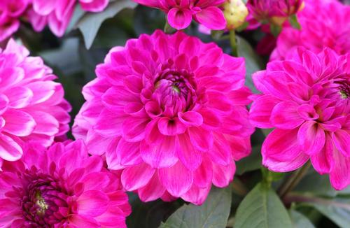 Dahlia