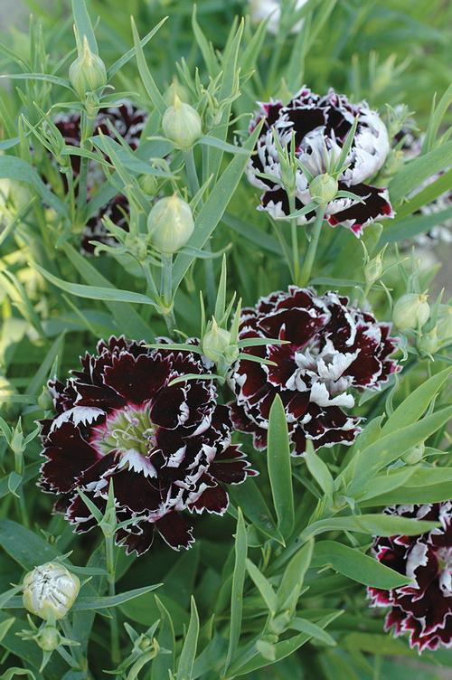 Dianthus