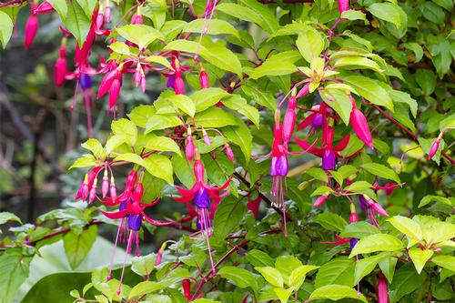 Fuchsia