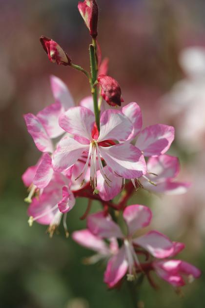 Gaura