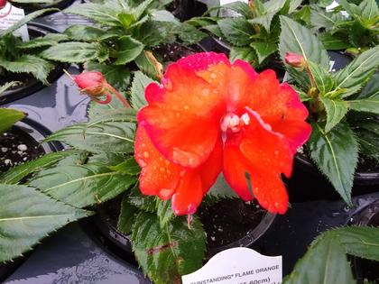 Impatiens