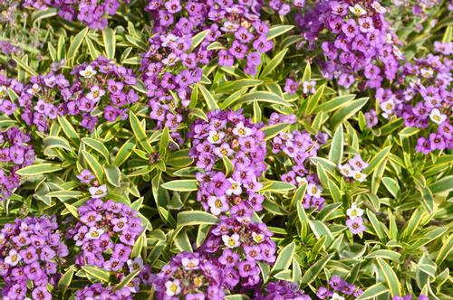Lobularia