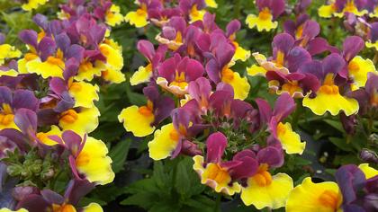 Nemesia