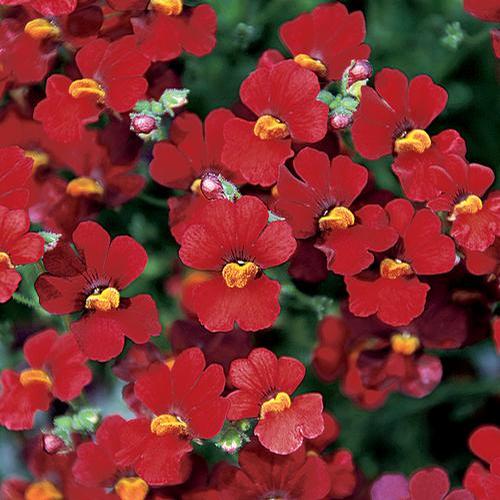 Nemesia