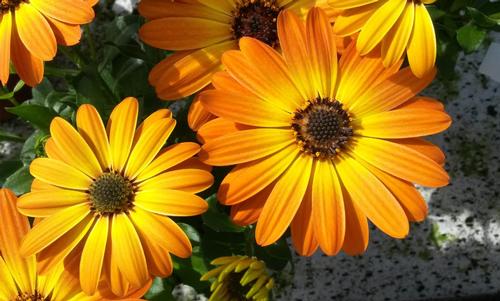 Osteospermum