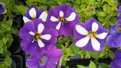 Petunia