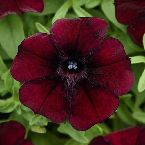 Petunia