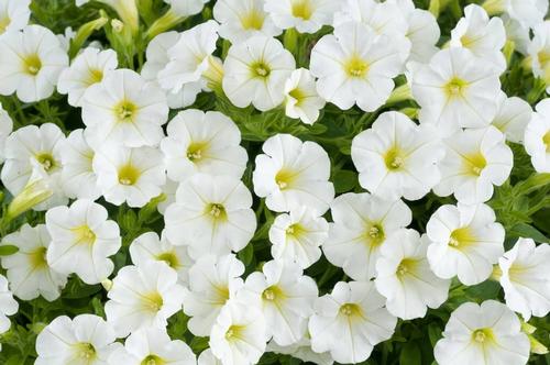 Petunia