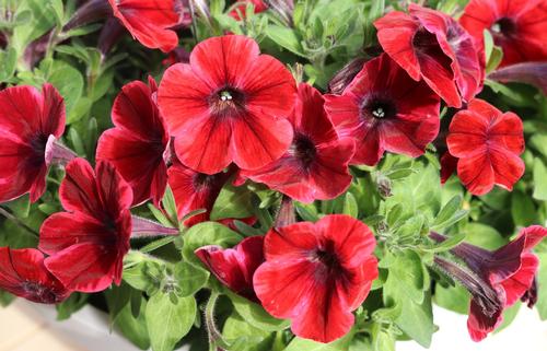 Petunia