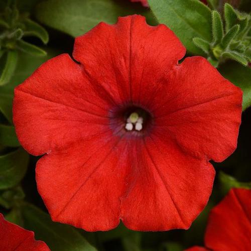 Petunia