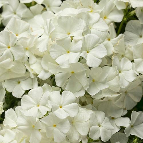 Phlox
