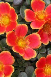 Portulaca