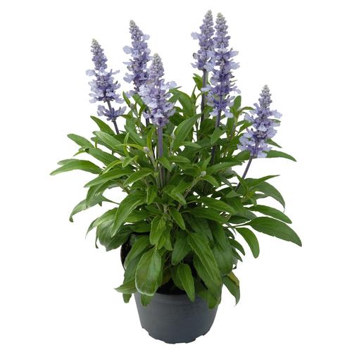Salvia greggii