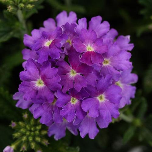 Verbena
