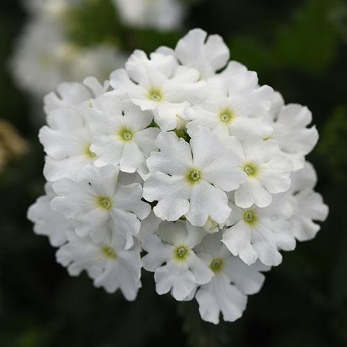 Verbena