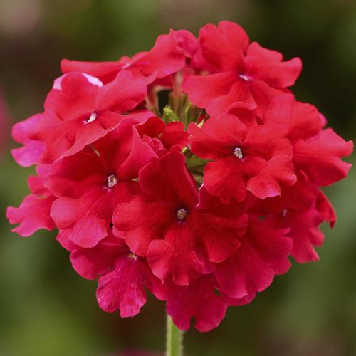 Verbena