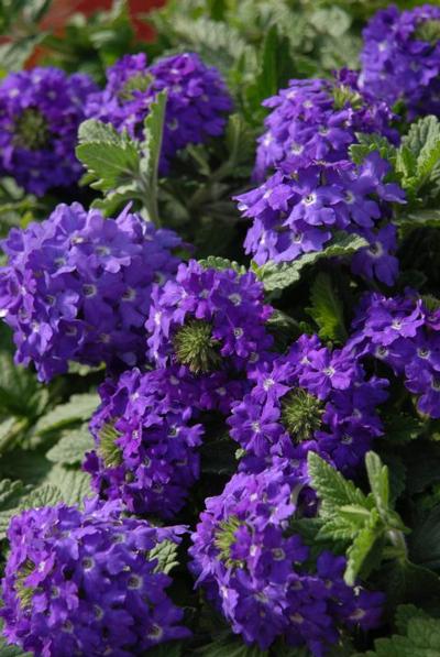 Verbena