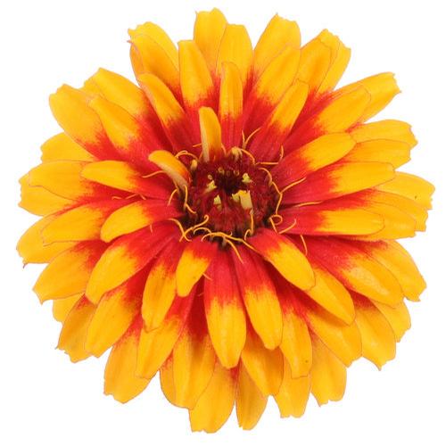 Zinnia