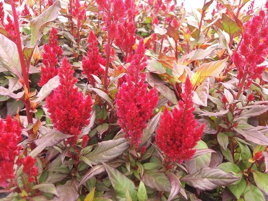 Celosia plumosa