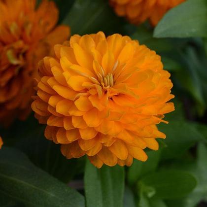 Zinnia marylandica