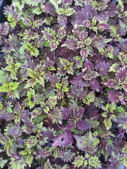 Coleus