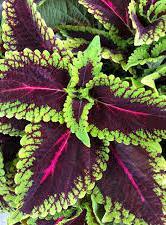 Coleus