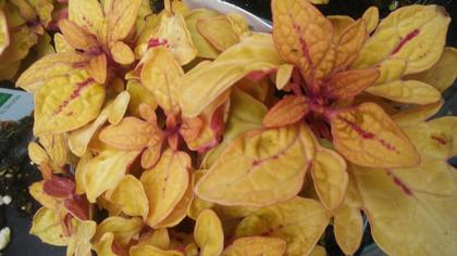 Coleus