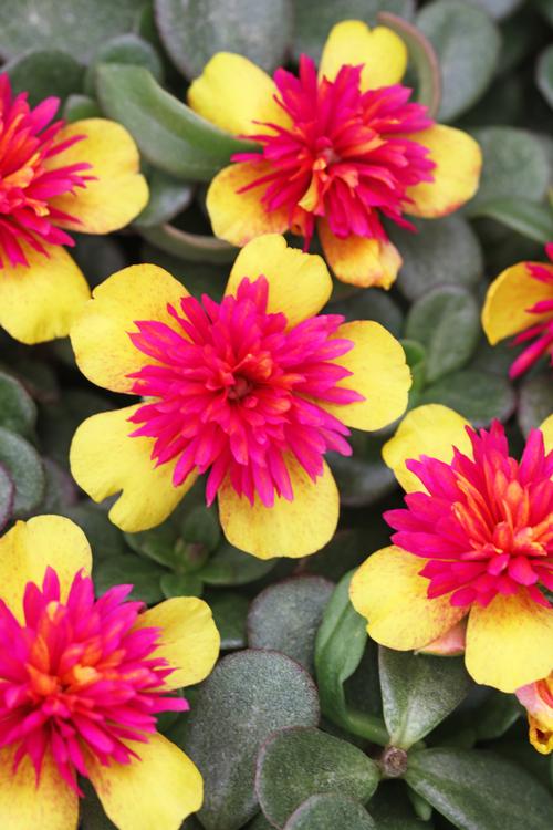 Portulaca