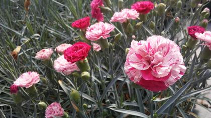 Dianthus