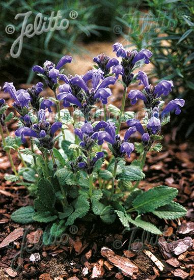 Dracocephalum grandiflorum