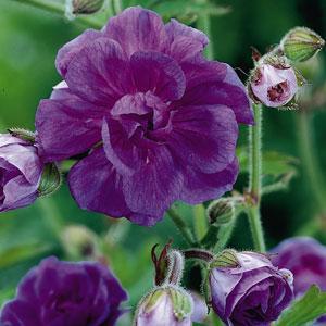 Geranium himalayense