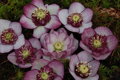 Helleborus