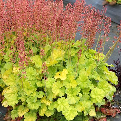 Heuchera