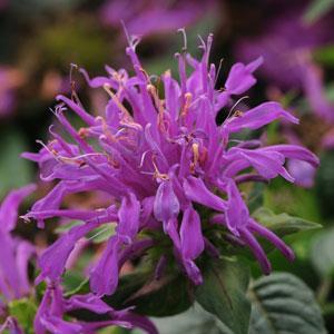 Monarda