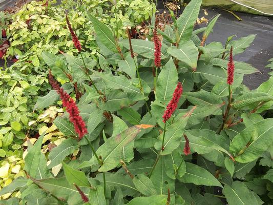 Persicaria amplexicaulis
