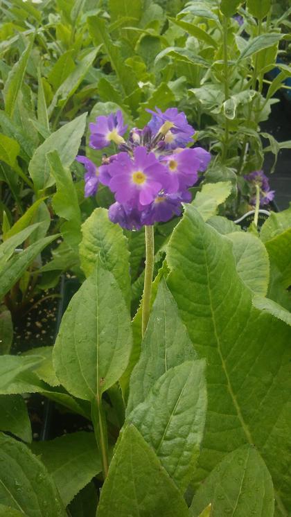 Primula denticulata