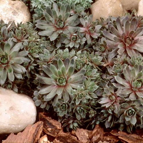 Sempervivum