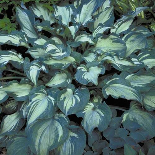 Hosta