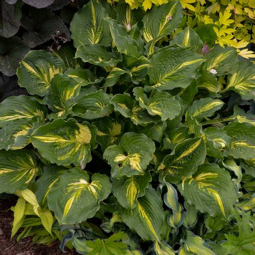 Hosta
