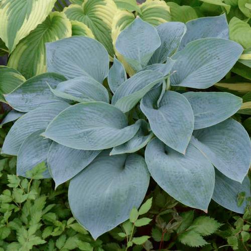Hosta