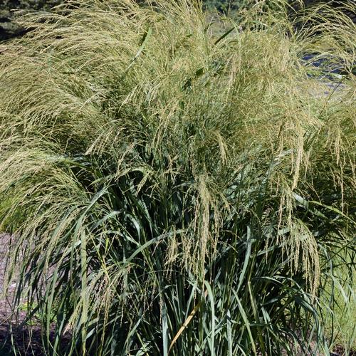 Panicum